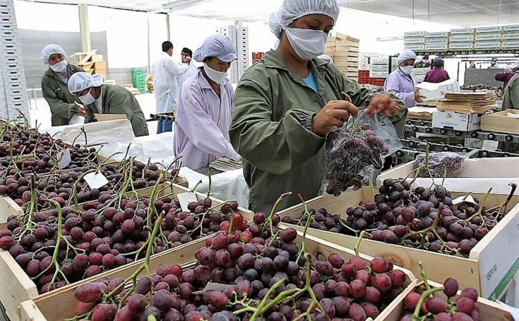 EMPACADORES DE FRUTAS Y VERDURAS: Empresa de empacado abre reclutamiento de personal con y sin experiencia