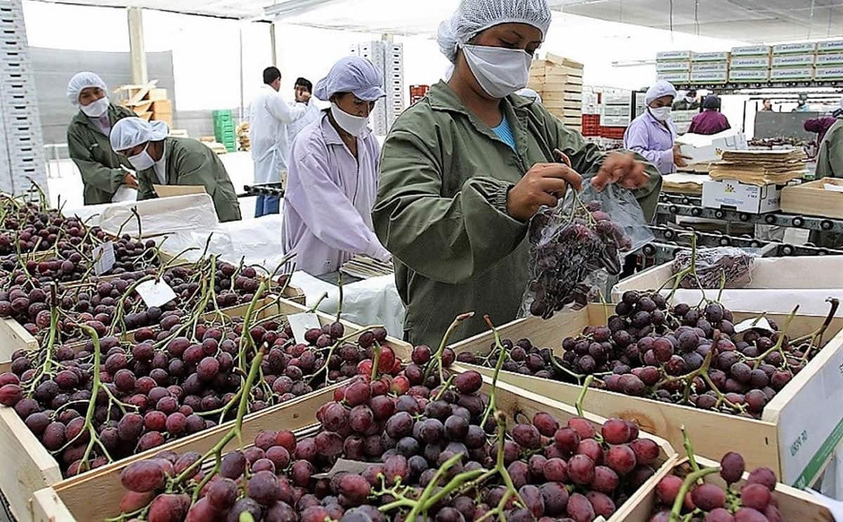 EMPACADORES DE FRUTAS Y VERDURAS: Empresa de empacado abre reclutamiento de personal con y sin experiencia