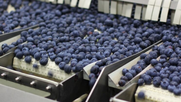 EMPACADO DE ARANDANOS: +50 Nuevos Puestos de Trabajo / con y sin experiencia