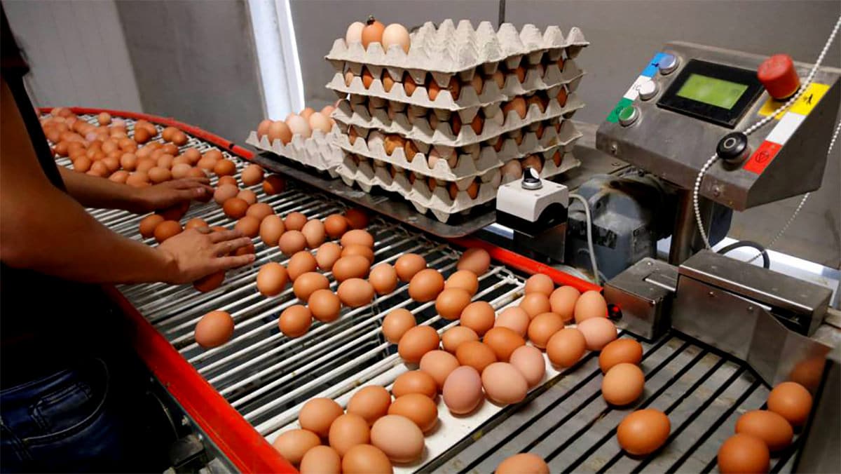 EMPACADO DE HUEVOS: PUESTOS DISPONIBLES | POSTULA HOY