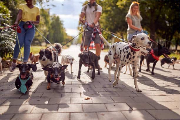 TRABAJA COMO CUIDADOR DE PERROS | CON Y SIN EXPERIENCIA | POSTULA YA