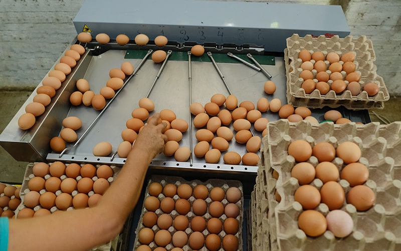 TRABAJA COMO EMPACADOR: Se solicita empleados para fabrica de huevos-empacado de huevo para este 2025