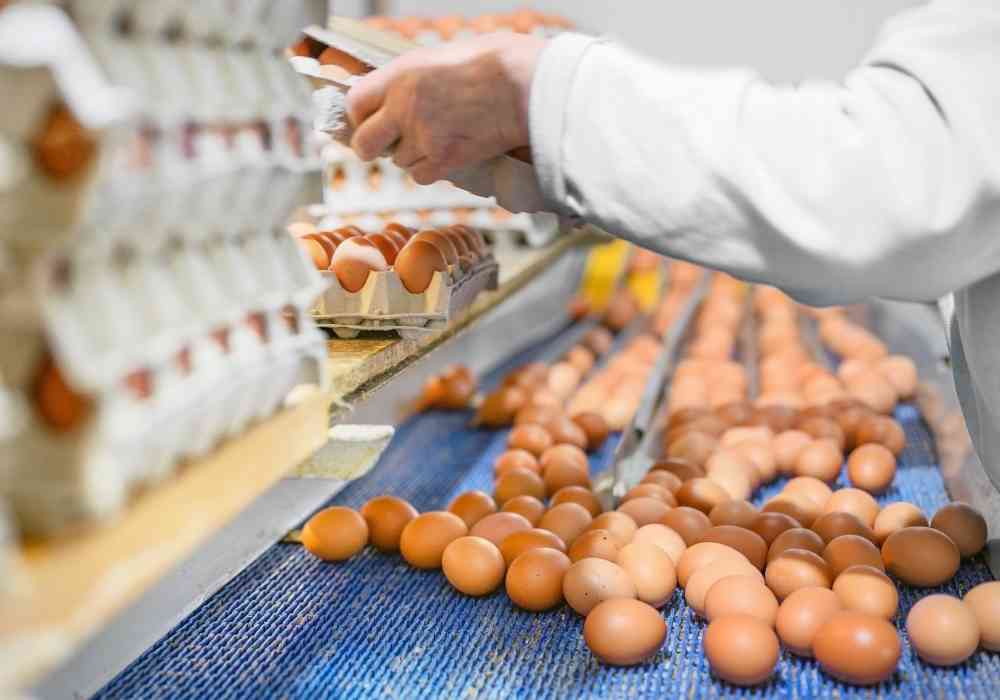 +340 Empleos de Empacado de Huevos en fabrica
